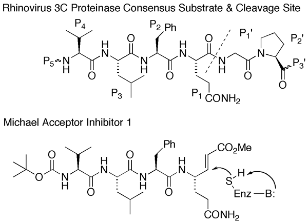 Image 1: Rhinovirus 3C Proteinase Consensus Substrate & Cleavage Site; Image 2: Michael Acceptor Inhibitor 1