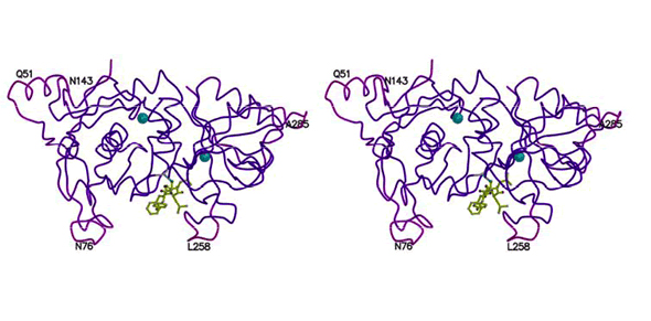Proteinase graphic